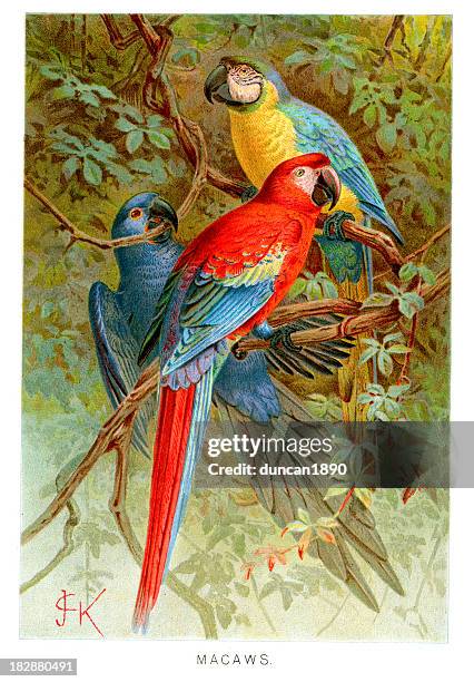 macaws - ara stock illustrations