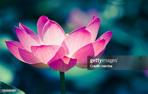sacred lotus cros entwicklung bild - lotus flowers stock-fotos und bilder