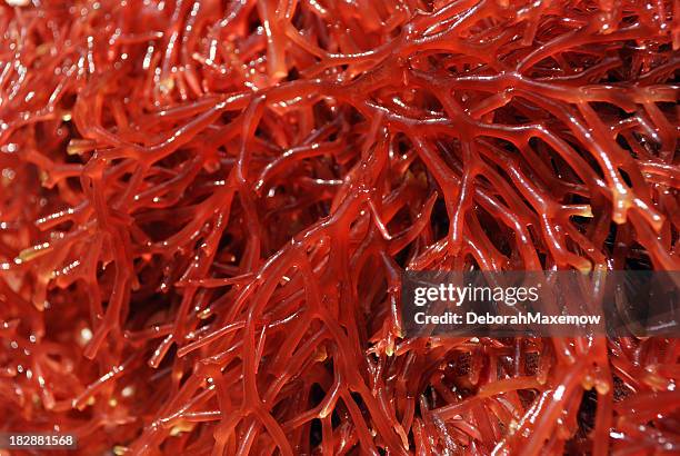 red branch seaweed from gulf of mexico full frame background - red seaweed stock pictures, royalty-free photos & images