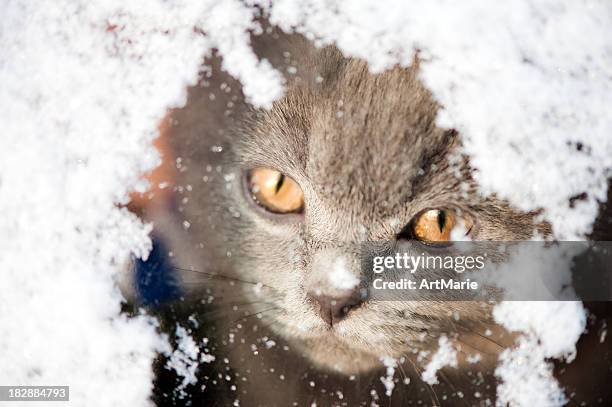 kitten looking through a snowy window - snow face stock pictures, royalty-free photos & images