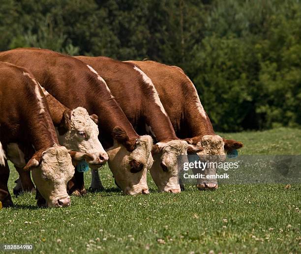 hereford cows grazing in a row - hereford cow stock pictures, royalty-free photos & images