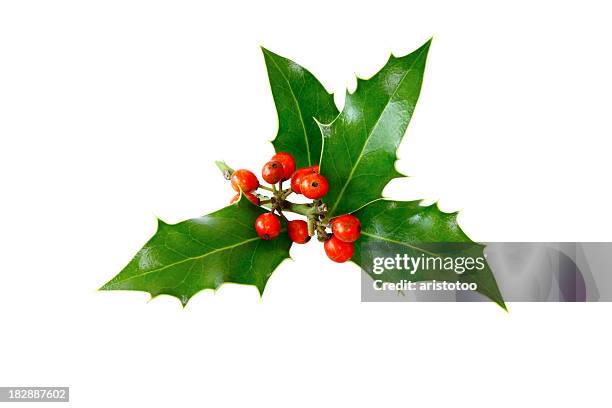 isolated holly twig - isolated twig stockfoto's en -beelden