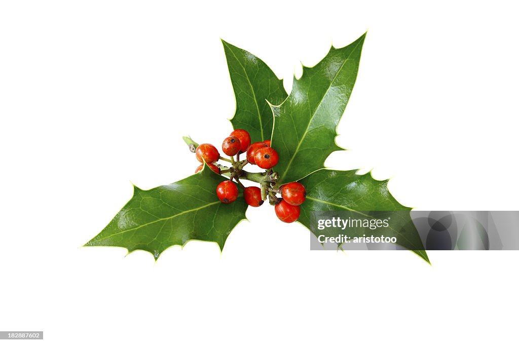 Isolated Holly Twig