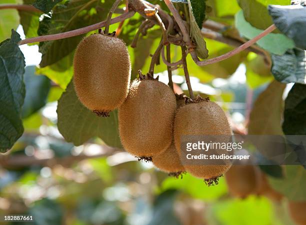 kiwifruit - kiwi fruit 個照片及圖片檔