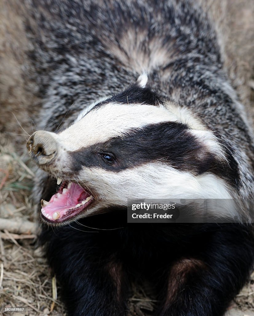 Angry badger with mouth open showing teeth