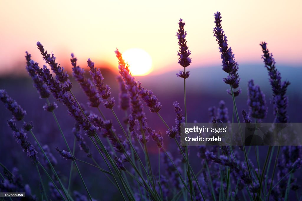 Close-up of lavender flowers in front of the sunset