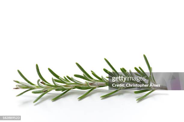 single sprig of fresh rosemary - twig stock pictures, royalty-free photos & images