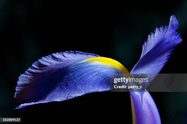 graceful iris - iris flower stock pictures, royalty-free photos & images