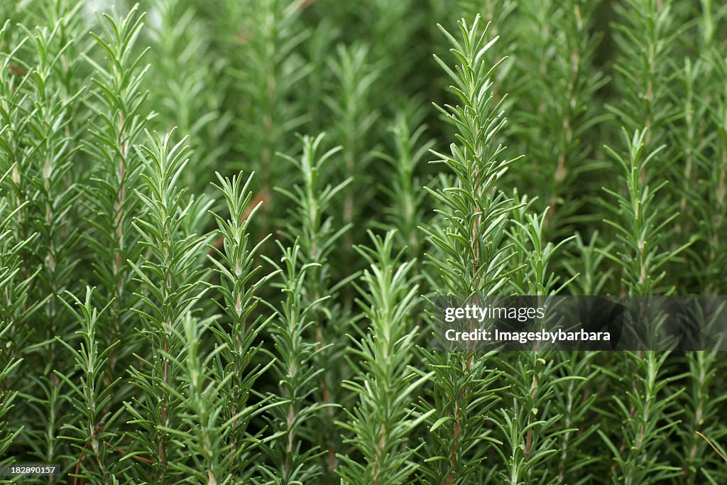 Close up of sprigs of fresh rosemary