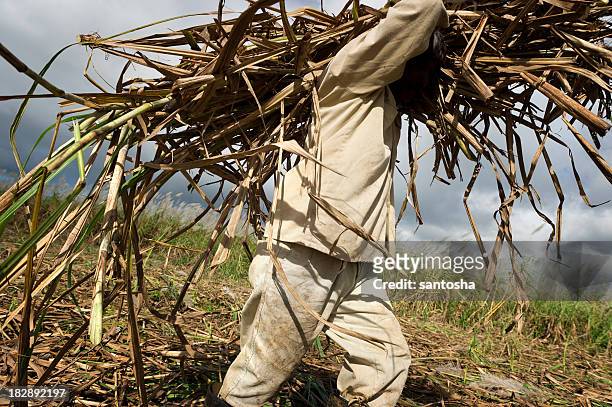 travail acharné de champ à la canne à sucre - sugar cane field photos et images de collection