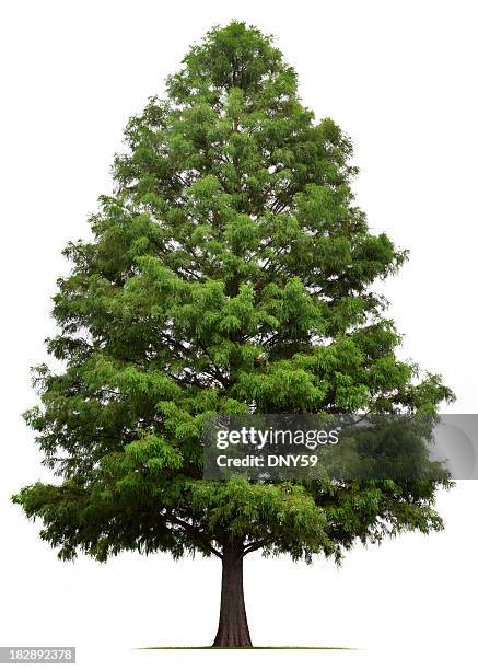 bald cypress tree - evergreen isolated stock pictures, royalty-free photos & images