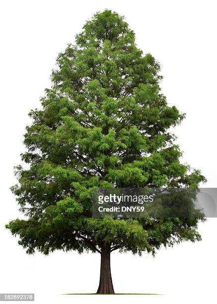bald cypress tree - evergreen 個照片及圖片檔