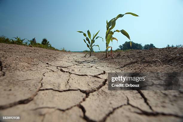 drought - corn crop field stock pictures, royalty-free photos & images