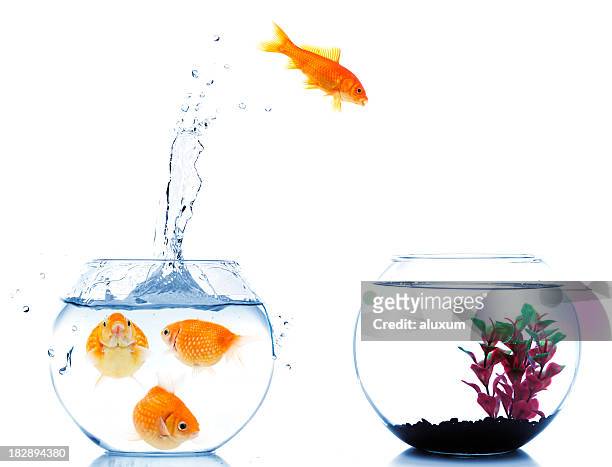 goldfish jumping off to new fishtank - initiative stock pictures, royalty-free photos & images