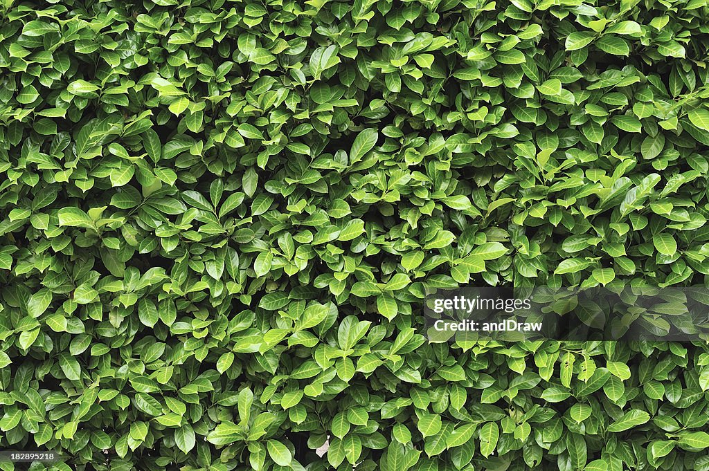 Green leaves background