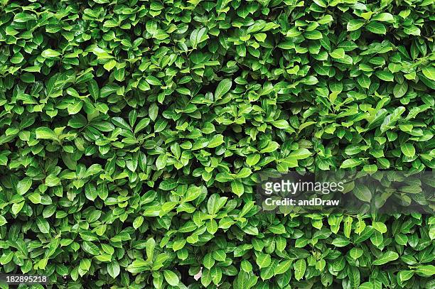 green leaves background - green color texture stock pictures, royalty-free photos & images