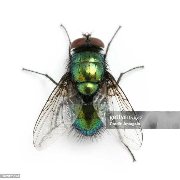 Harry Insects 6,481 Hairy Bug Stock Photos, High-Res Pictures, and Images - Getty Images