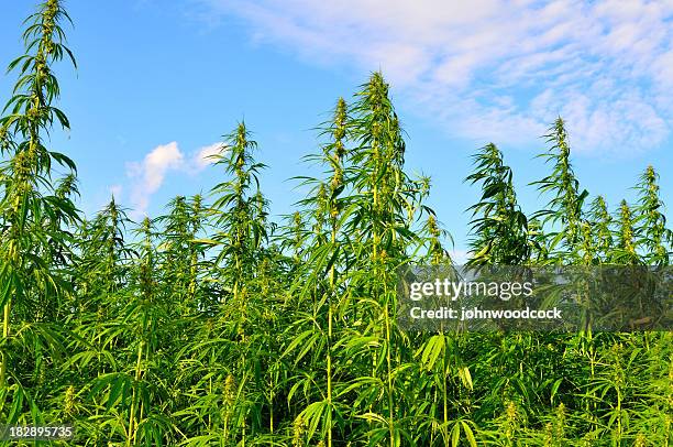 a lot of hemp growing on a hemp farm - cannabis cultivated for hemp stock pictures, royalty-free photos & images