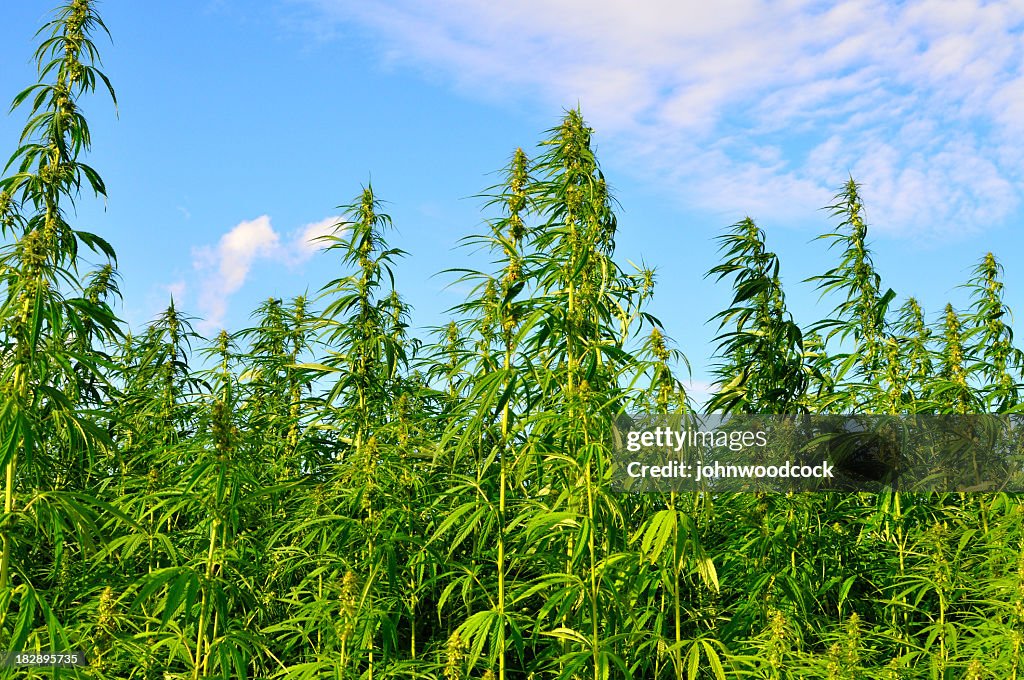 A lot of hemp growing on a hemp farm