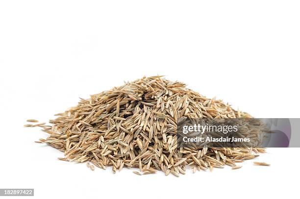 photo of a neat pile of grass seed before a white background - seed stockfoto's en -beelden