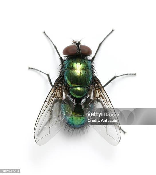 fly - insecte photos et images de collection