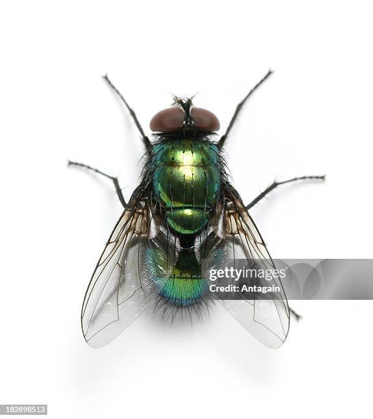 fly - insecta stock pictures, royalty-free photos & images