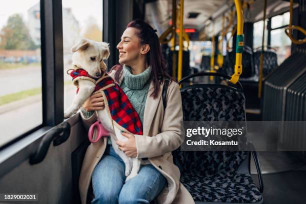 a cheerful woman in a coat is riding public transport with her little white dog - bus harness stock pictures, royalty-free photos & images