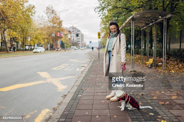 woman holding her mixed breed dog on a leash while waiting for a bus at a station in the city - bus harness stock pictures, royalty-free photos & images