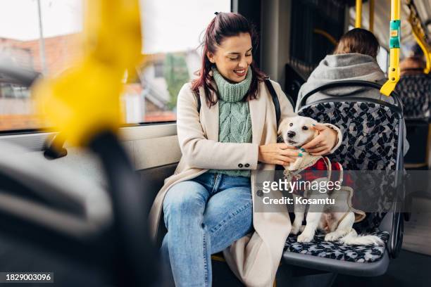 a cheerful woman is stroking her mixed-breed dog with whom she is traveling by bus - bus harness stock pictures, royalty-free photos & images