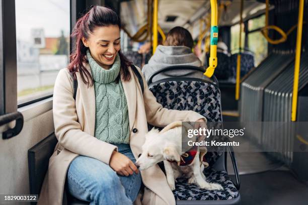 a smiling woman is stroking her mixed-breed dog with whom she is traveling by bus - bus harness stock pictures, royalty-free photos & images