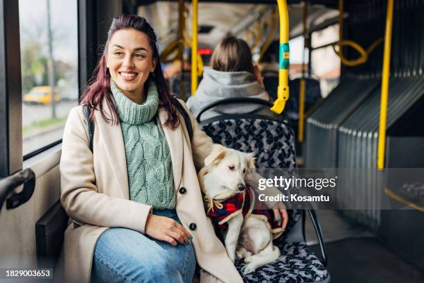 a small white mixed breed dog is sitting calmly on the bus seat next to its owner - bus harness stock pictures, royalty-free photos & images