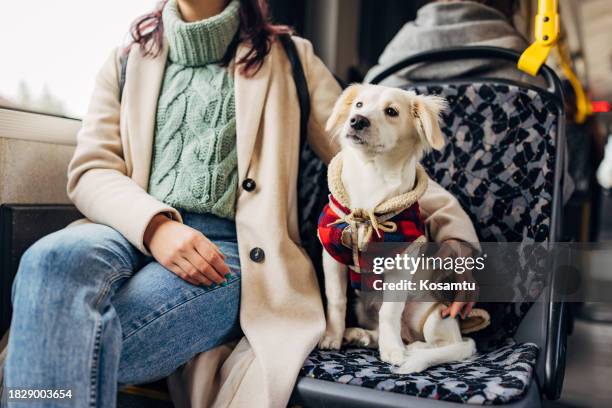 2,154 Dog Bus Stock Photos, High-Res Pictures, and Images - Getty