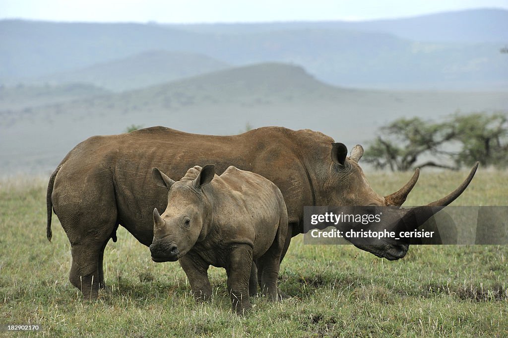 Baby Black Rhino and mother