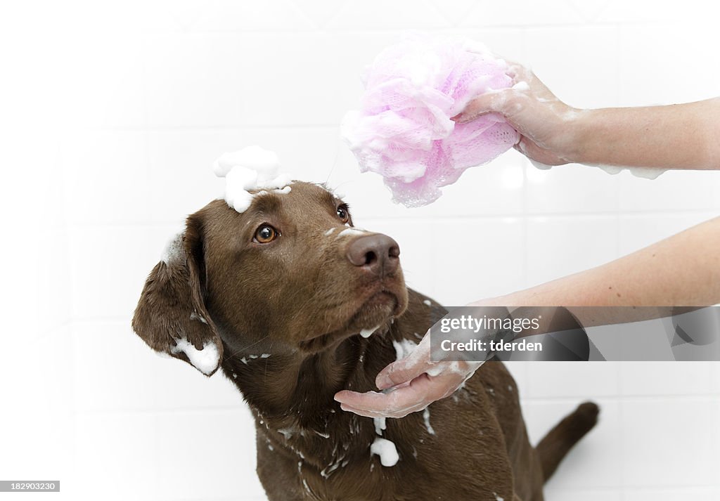 Dog Bath