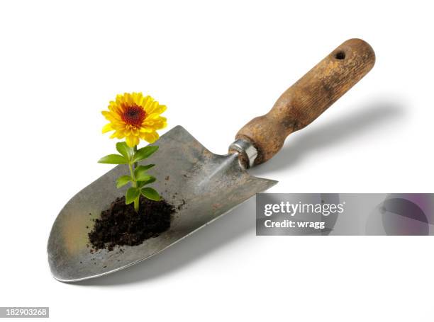 yellwo flower growing in a spade - garden trowel stock pictures, royalty-free photos & images