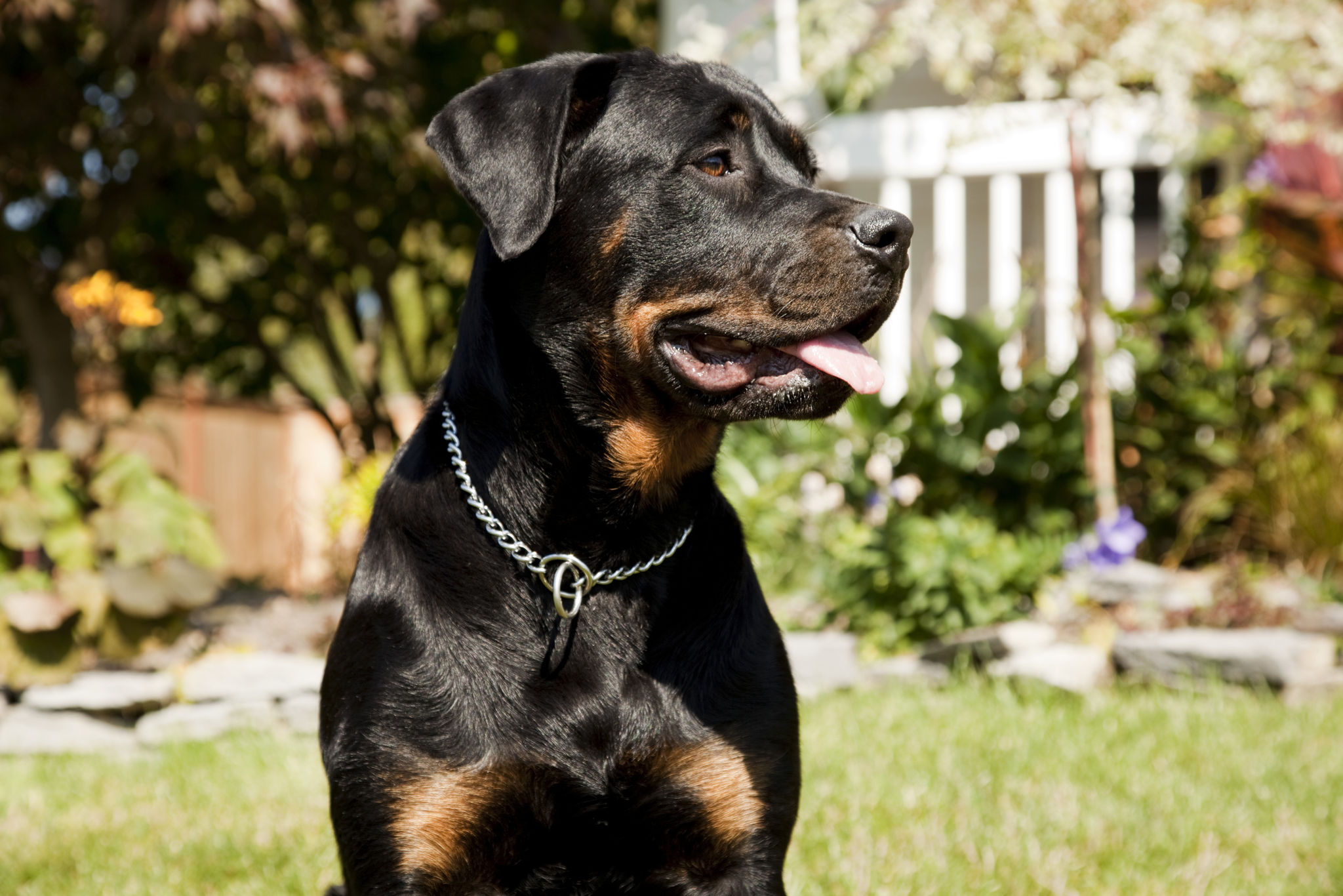 rottweiler training