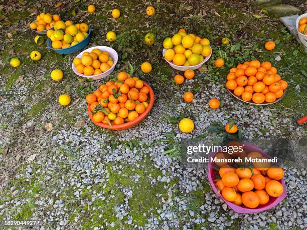 orange and tangerine - orange peel texture stock pictures, royalty-free photos & images