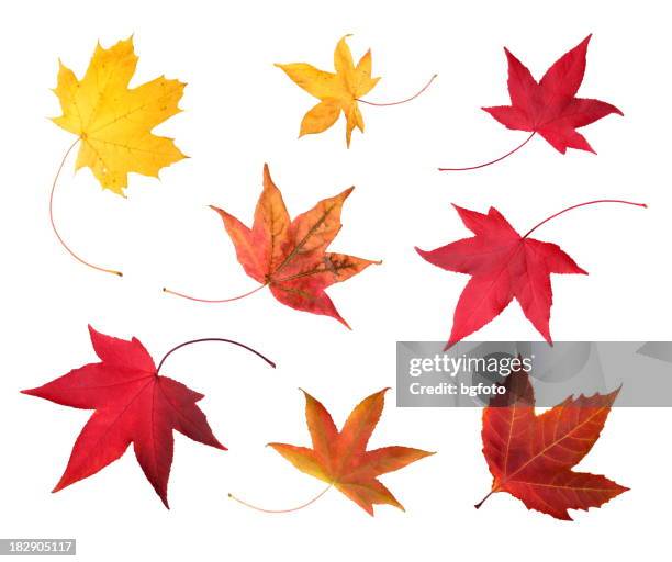 full-size photo of maple autumn- 83mpx. - löv bildbanksfoton och bilder