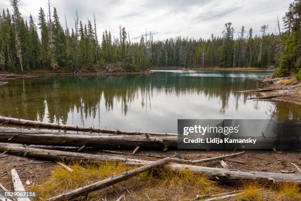 many lakes - ponderosa pine tree stock pictures, royalty-free photos & images