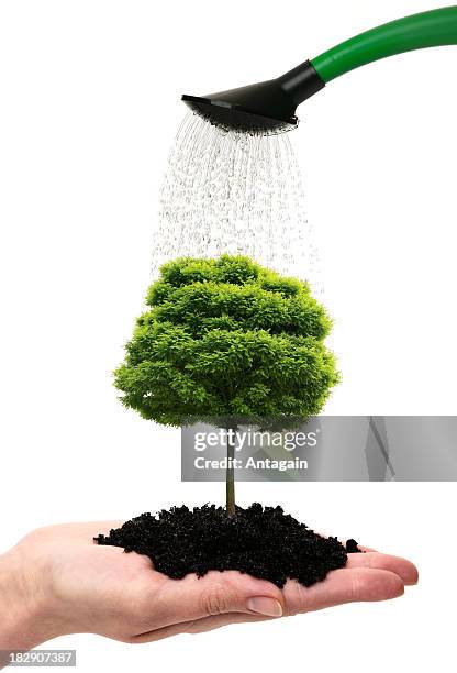 hand with tree - stick plant part stock pictures, royalty-free photos & images