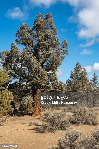 Juniperus Rigida Tree 132 Sierra Juniper Stock Photos, High-Res Pictures, and Images - Getty ...