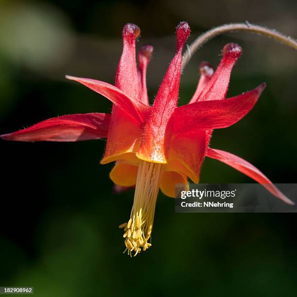 crimson columbine, aquilegia formosa, red flower - columbine flower stock pictures, royalty-free photos & images