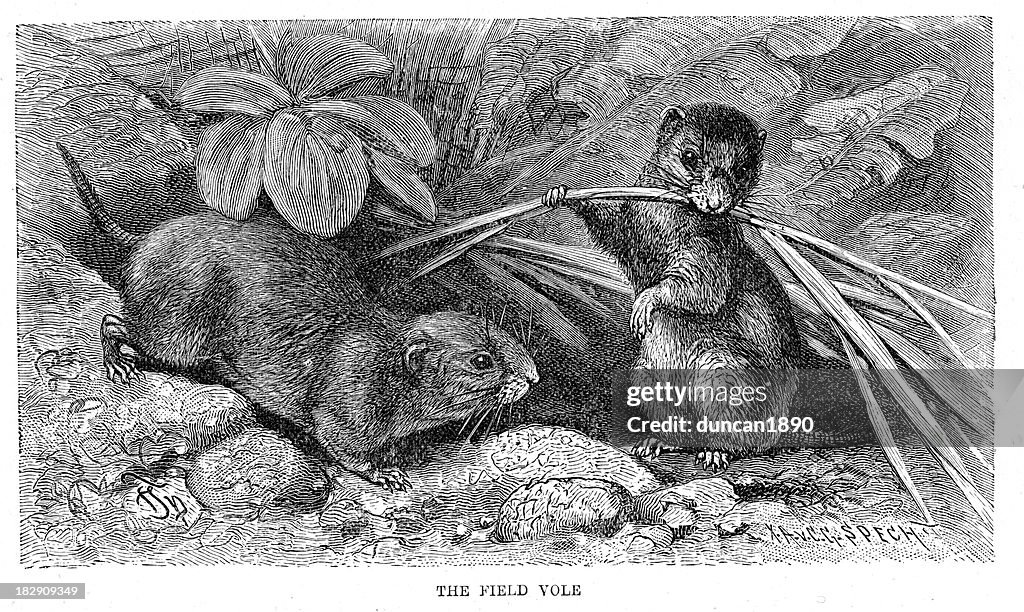 Field Vole (Microtus agrestis)