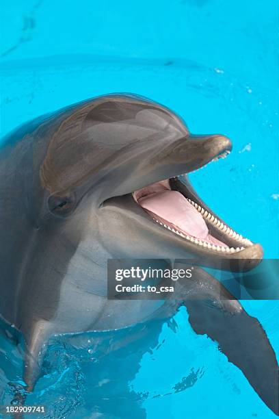 a close-up of a happy dolphin swimming - marineland florida stock pictures, royalty-free photos & images