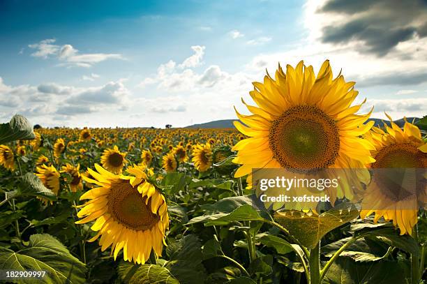 field of sunflowers - sun flower stockfoto's en -beelden