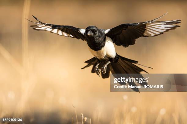 common magpie - ekster stockfoto's en -beelden