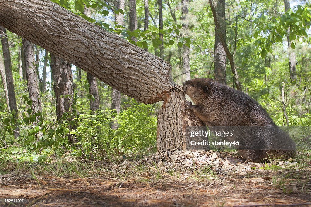 Beaver, cutting down a large oak tree