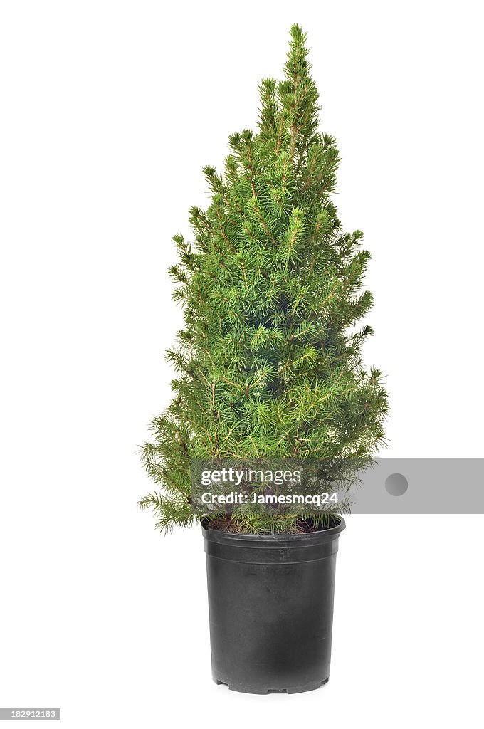 Dwarf Alberta Spruce