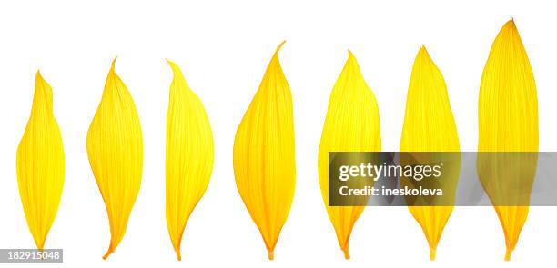 sunflower petals - petal 個照片及圖片檔