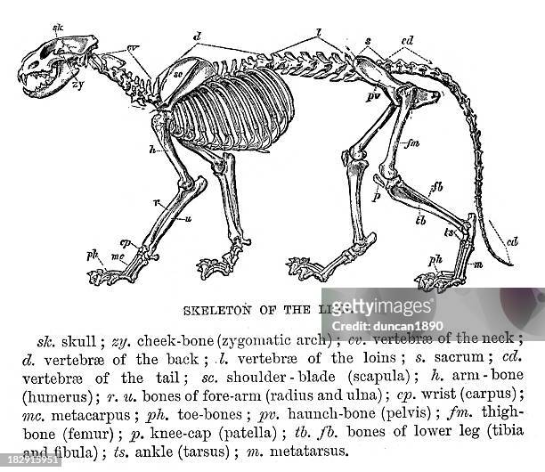 skeleton of a lion - cat skeleton stock illustrations
